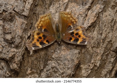 A Compton Tortoiseshell, showing wear and tear from winter hibernation, is resting on a tree trunk basking in the sunshine. Also known as a False Comma. Taylor Creek Park, Toronto, Ontario, Canada.