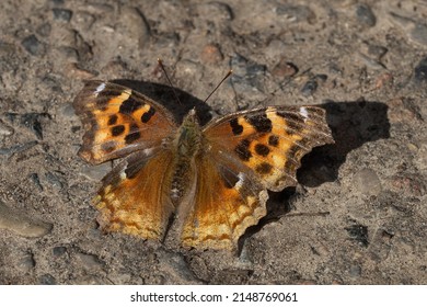 A Compton Tortoiseshell, showing wear and tear from winter hibernation, is resting on a path basking in the sun. Also known as a False Comma. Taylor Creek Park, Toronto, Ontario, Canada.