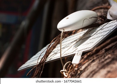 A computerkeyboard and a mouse with tree roots 