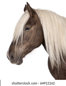 Comtois horse, a draft horse, Equus caballus, 10 years old, in front of white background