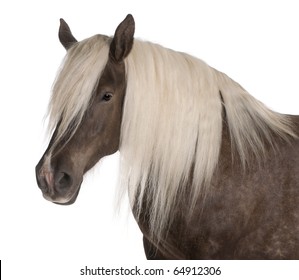 Comtois Horse, A Draft Horse, Equus Caballus, 10 Years Old, In Front Of White Background