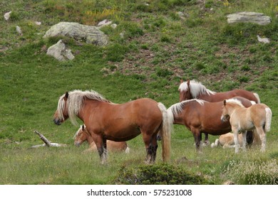 Comtois Horse In Pyreneres