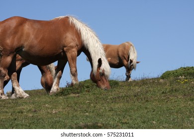 Comtois Horse In Pyreneres