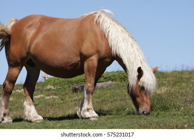 Comtois Horse In Pyreneres