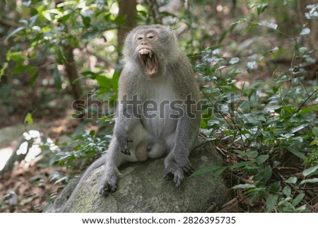 Con Dao long-tailed macaque (Macaca fascicularis condorensis), an endemic subspecies, sits on a rock in a lush forest with its mouth wide open, displaying sharp teeth in a yawn or threat.