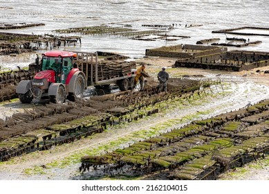 Concale, France – April 11, 2022: Concale is known as the capital city of oyster farming. Here, farmers are transporting bags full of oysters on to their amphibious vehicles.