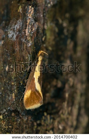Concealer moth, Harpella forficella resting on wood, macro photo Stock photo © 
