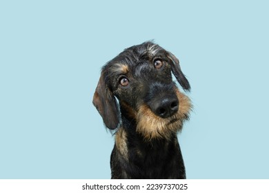 Concentrate puppy dachshund dog looking at camera tilting head side. Isolated on blue pastel background