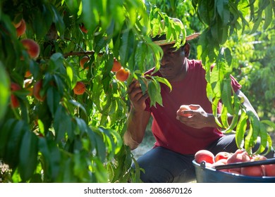 Concentrated African American Farmer Harvesting Ripe Peaches In Fruit Garden