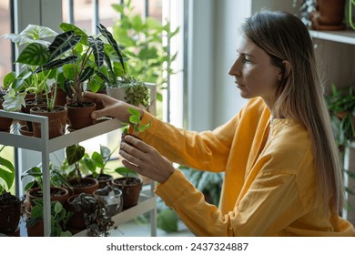 Concentrated focused woman doing housework, taking care of houseplants in home garden, changing places of light-loving plants on shelf, inspecting flowers for pests, insects, dry leaves.  - Powered by Shutterstock