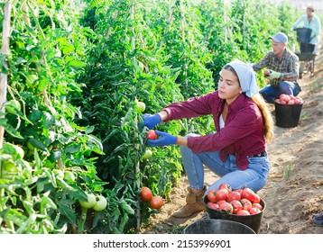 Concentrated girl working on an agricultural farm collects a harvest of ripe tomatoes on a plantation, putting them in a ..bucket