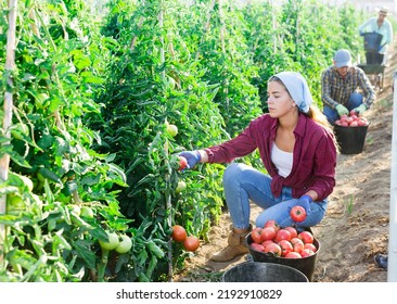 Concentrated Girl Working On An Agricultural Farm Collects A Harvest Of Ripe Tomatoes On A Plantation, Putting Them In A ..bucket