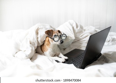 concentrated looking to laptop computer screen attentive work or series movie watching dog in glasses. Cozy white bed at home. Smart nerd intelligent funny small pet face. pampered comfort adorable po