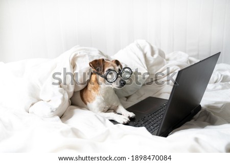 concentrated looking to laptop computer screen attentive work or series movie watching dog in glasses. Cozy white bed at home. Smart nerd intelligent funny small pet face. pampered comfort adorable po