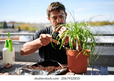 Concentrated Mature Male Gardener Transplanting Green Ponytail Palm While Putting Soil With Shovel In Pot And Sitting At Table On Terrace In Summer