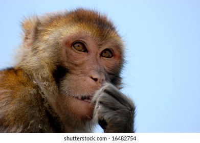 concentrated monkey