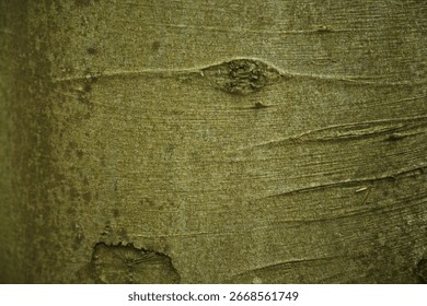 Concentric growth ring patterns and bark lenticels on tree trunk surface. An enlarged section of a tree trunk revealing smooth bark with a faint central knotlike mark from which subtle concentric 