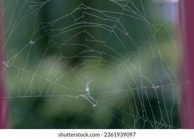 A concentric spider web stretched between the fence bars hymenopteran insects entangled in the web.A hunting web made by a spider. Small insects entangled in the net are visible. - Powered by Shutterstock