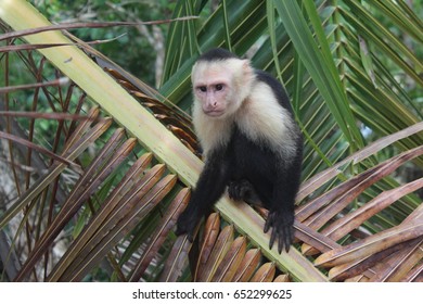 white faced capuchin pet