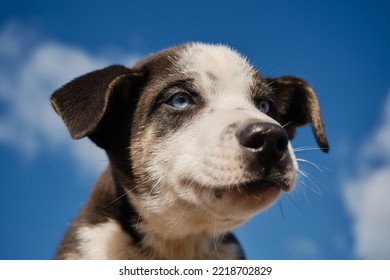 Concept Of Adoption Of Abandoned Pets. Hold Black And White Blue-eyed Alaskan Husky Puppy With Hands Against Clear Blue Sky With Clouds. Beautiful Young Mutt Portrait Close Up.