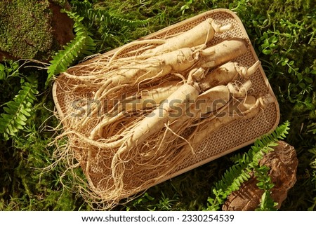 Concept for advertising natural ingredient with ginseng. Top view ginseng roots placed on rectangle tray, decorated with brown stone and green leaves on moss background.