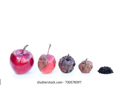 Concept Aging, Death, Rebirth. Different Stages Of Life. Age Disease Influence. Apple Transformation As A Concept Of Body Life Human Transformation. Metaphor Of Withering Life. Emergence Of Biohumus