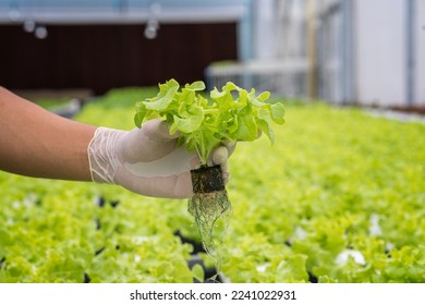 Concept of agricultural business. Farmer harvesting fresh hydroponic vegetable in greenhouse garden. Holding fresh harvest of vegetables in greenhouse. - Shutterstock ID 2241022931