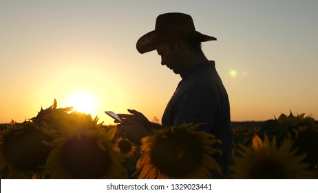 concept of agricultural business. Silhouette of an agronomist man insists flowers and seeds of sunflower. Businessman with tablet examines his field with sunflowers. farmer walks in flowered field.