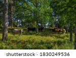 Concept of agroforestry and silvopasture, exemplified by grazing cattle in a grove outside Läckö Castle at Lake Vänern, West Gothland, Sweden.