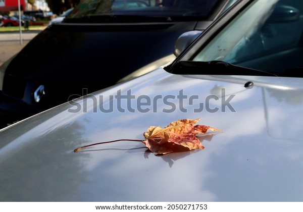 The concept of the\
arrival of a bright cozy autumn. Bright maple leaf on the gray hood\
of the car, close-up