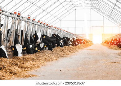 Concept banner livestock agriculture industry of cattle. Portrait Holstein Cows in modern farm with sunlight. - Powered by Shutterstock