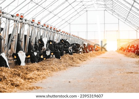 Concept banner livestock agriculture industry of cattle. Portrait Holstein Cows in modern farm with sunlight.