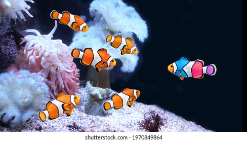 Concept - to be yourself, to be unique. A flock of standard clownfish and one colorful fish. Horizontal banner with fish and sea anemone on black background - Shutterstock ID 1970849864