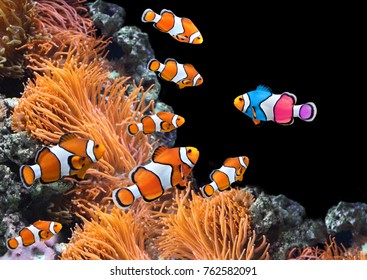 Concept - to be yourself, to be unique. A flock of standard clownfish and one colorful fish. On black background - Shutterstock ID 762582091