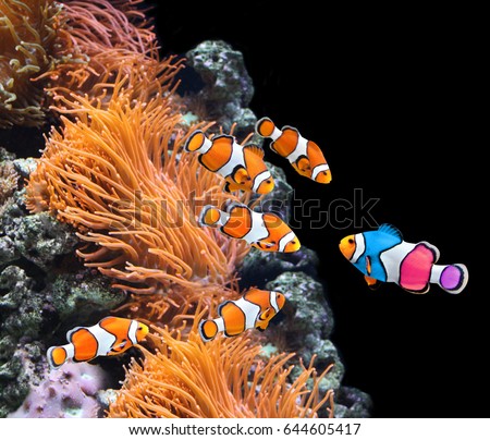 Concept - to be yourself, to be unique. A flock of standard clownfish and one colorful fish. On black background