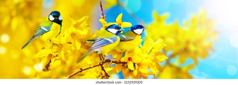 Concept of bird lovers and birdwatching. A beauty of the environment nature. Ornithology.