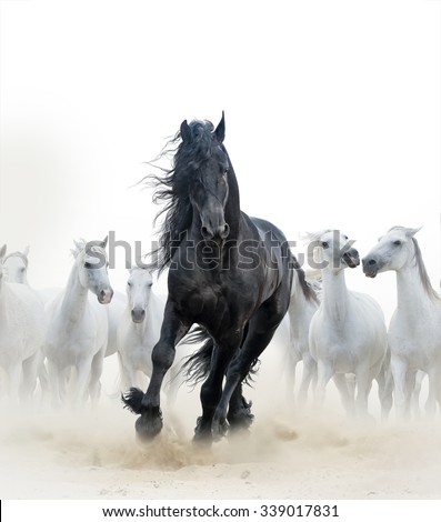Concept: Black frisian stallion running with the herd of white horses on the background