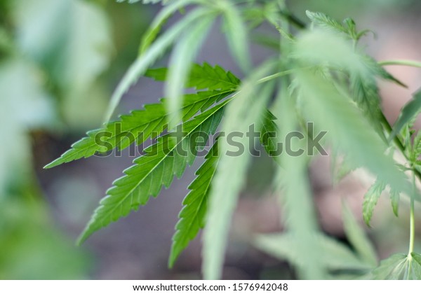 Concept Breeding Marijuana Cannabis Leaves On Stock Photo 1576942048 ...