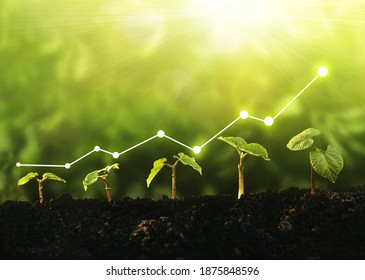 Concept Of Business Growth, Profit, Development And Success.	Seedling Are Growing From The Rich Soil. 