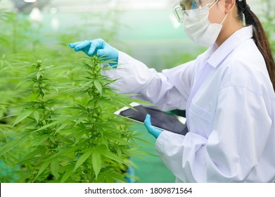 Concept Of Cannabis Plantation For Medical, A Scientist Using Tablet To Collect Data On Cannabis Sativa Indoor Farm