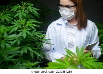 Concept Of Cannabis Plantation For Medical, A Scientist Using Tablet To Collect Data On Cannabis  Indoor Farm