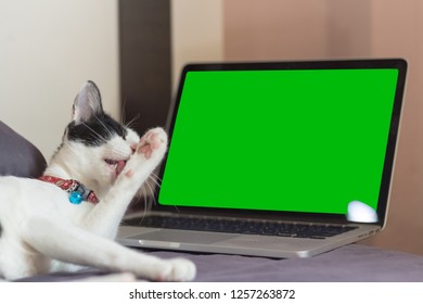 Concept , Cat Licking Itself And Do Not Working With Green Screen Background