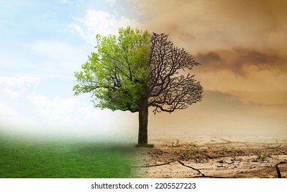 Concept Of Climate Changing. Half Dead And Alive Tree Outdoors