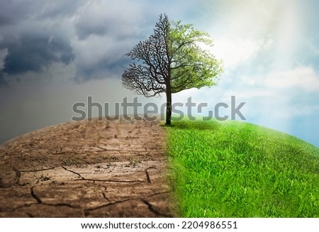 Concept of climate changing. Half dead and alive tree outdoors
