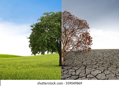The concept of climate has changed. Half alive and half dead tree standing at the crossroads. Save the environment. - Shutterstock ID 559049869