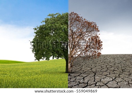 The concept of climate has changed. Half alive and half dead tree standing at the crossroads. Save the environment.