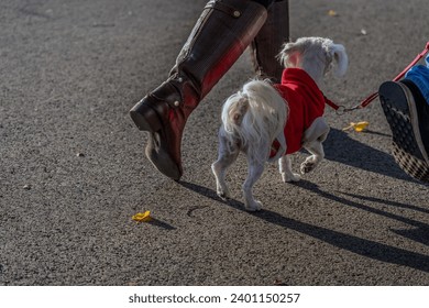 concept of companionship and autumn strolls. A small dog in a red sweater walks beside a person. The sunlight casts shadows of both the dog and the person on the ground creating an aesthetic effect - Powered by Shutterstock