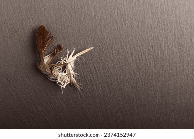 The concept of the completion of the necessity of the authors of the texts. A broken feather lies on a dark background.