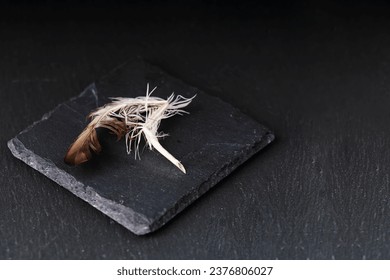 The concept of the completion of the necessity of the authors of the texts. A broken feather lies on a dark background.