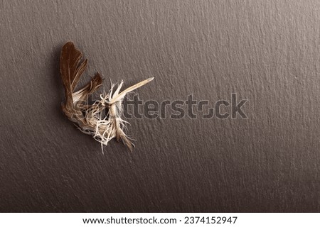 The concept of the completion of the necessity of the authors of the texts. A broken feather lies on a dark background.